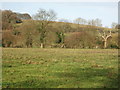 Looking towards Coneybank Wood