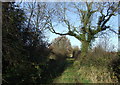 Farm track off Minskip Road