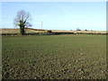SE3864 : Crop field, Buck Hill by JThomas