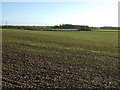 Crop field near south of the A59