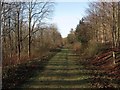 Track, Friston Forest