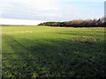 Pasture north of North Walbottle Road