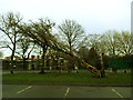 Fallen tree in Charlton Park (2) 