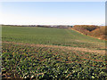 Field at Petham Court 