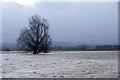 Willow in floods beside the Isla at Bardmony, near Alyth