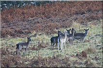 NO0245 : Fallow Deer (Dama dama), Hatton, near Dunkeld by Mike Pennington