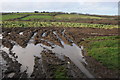 A wet field of sprouts