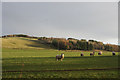 Sheep at Bonnington, near Rattray