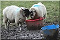 Sheep near Old May House (I)