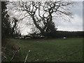 Sheep sheltering from strong gales in the lee of a hedge