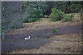 Fallow Deer (Dama dama), Birkenburn, near Dunkeld