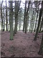 Woodland path leading down into the Swainsmoor valley