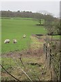 Sheep grazing beside the Rad Brook