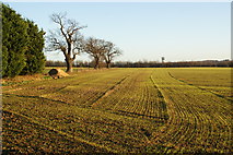TL6767 : New crop by La Hogue Farm by Bill Boaden