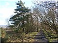 Bowes Railway Path near Birkland Lane