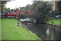 Geese by New River, Bowes Park