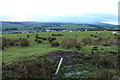 Farmland with Sheep near Sanquhar