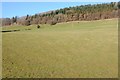 Farmland below Dorestone Hill Wood