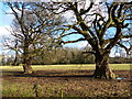 Two trees near Stackyard Spinney