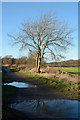 Puddles along the Lanchester Valley Walk