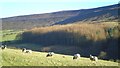 Sheep country, Raisdale