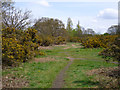 Path through the gorse