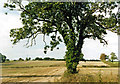 Tree, Branston Moor, by Potterhanworth Road