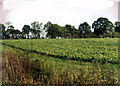 Field and hedgerow by Potterhanworth Road