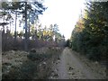 Logging road, Montreathmont Forest