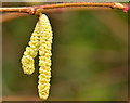 Catkins, Belfast