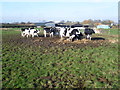 Cattle at Castle Farm