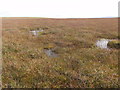 SX6282 : Blanket Bog on Winney's Down by Tony Atkin