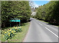 Daffodils and a Forestry Commission sign near Bream