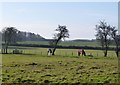 Horses at South Broomford