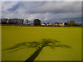 Tree Silhouette Field