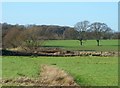 Fields near Boreham Street