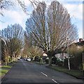 Hills Avenue: winter trees