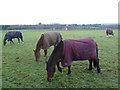 Horses in a field overlooking the Loose Valley