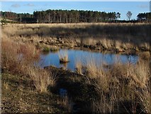 SU8564 : Temporary pond, Crowthorne Wood by Alan Hunt