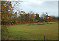 Grazing near Scotby Shield