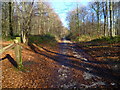 SU9412 : Bridleway in the northern part of North Wood by Shazz