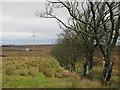 Line of Trees opposite East Drumloch Farm