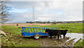 Cattle at Kiltersan