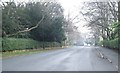 Park Avenue - viewed from West Avenue