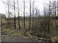 Young woodland, Garscadden