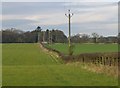 Electricity poles follow the hedgeline