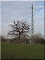 Phone mast and tree