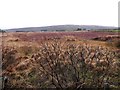 Bogland, Stroanbrack