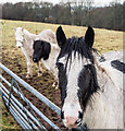 Wet Horses