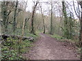 Muddy path in Withdean Stadium Woods